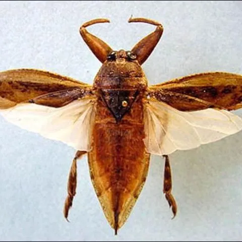 thumbnail for publication: Giant Water Bugs, Electric Light Bugs, Lethocerus, Abedus, Belostoma (Insecta: Hemiptera: Belostomatidae)